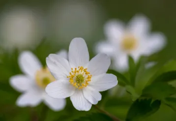Voorjaarsflora in de loofbossen van de Ardennen img