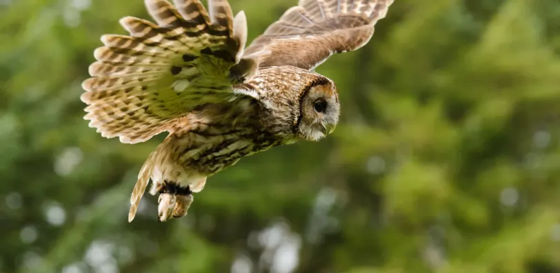 Nacht in de vallei van de Aisne in de Ardennen - Image