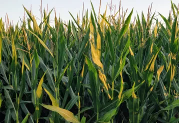 Het Labyrinthe van Barvaux img