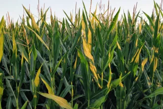 Het Labyrinthe van Barvaux img