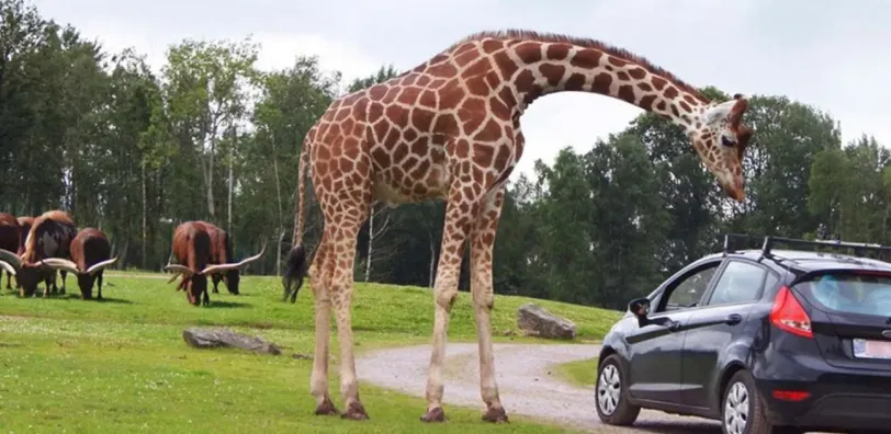 Monde Sauvage - Image