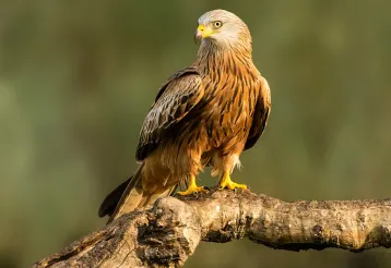Roofvogels boven de vallei van de Aisne in de Ardennen img